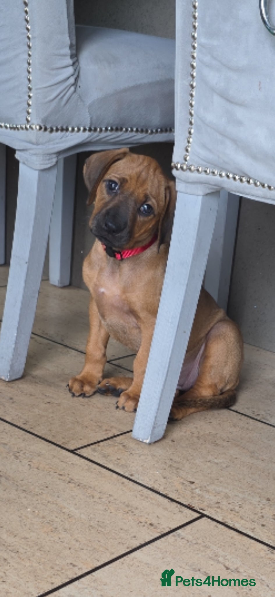Rhodesian Ridgeback dogs Outstanding Pedigree Ready 16.06.26 - Advert 2