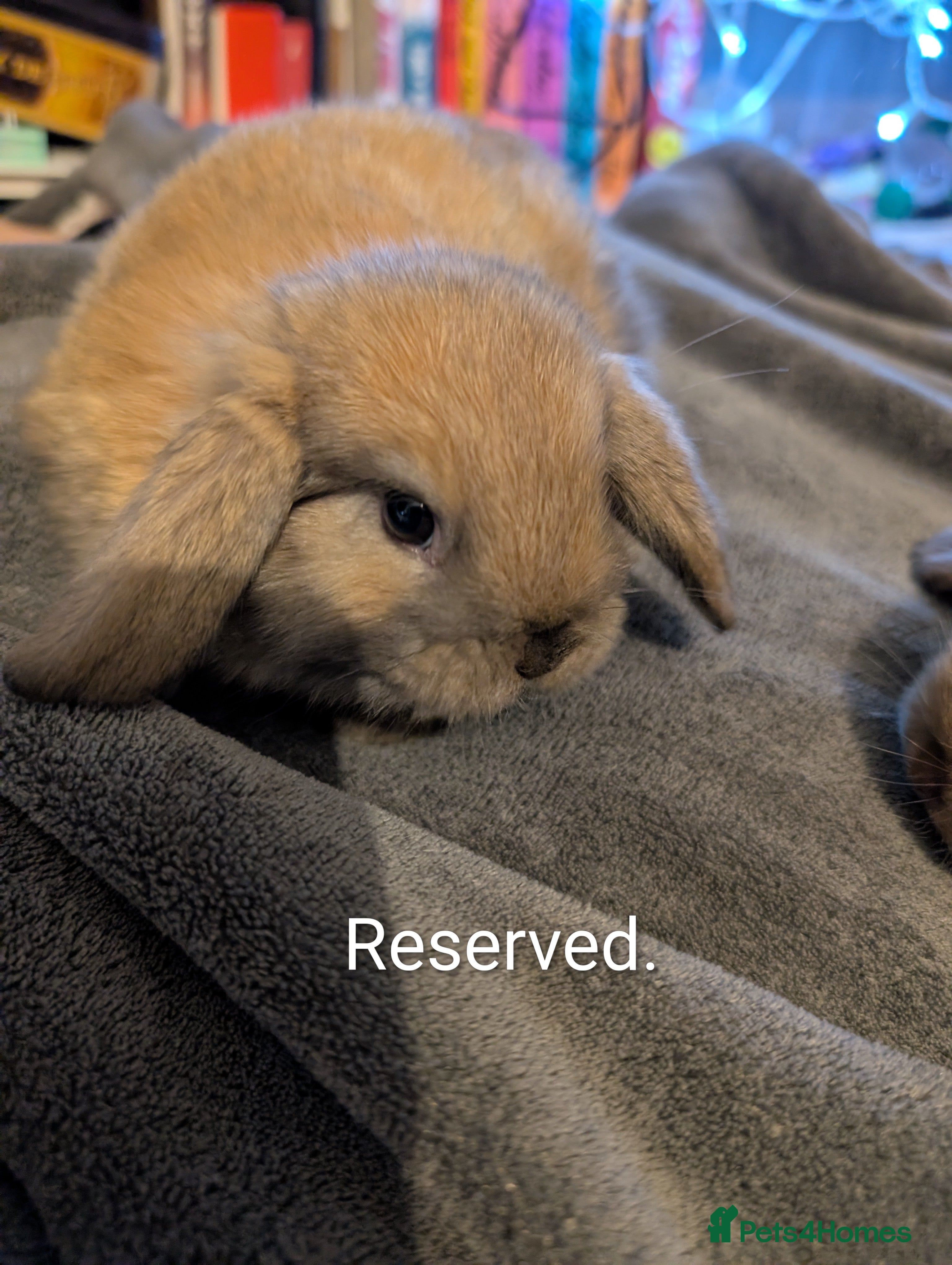 Mini Lop rabbits Five female Mini lops for sale 3 already Reserved. - Advert 15
