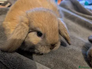 Mini Lop rabbits all 5 have been Reserved sorry - Advert 3