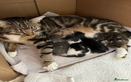 Ragdoll cats for sale: Beautiful Half Ragdoll Kittens - Image 11