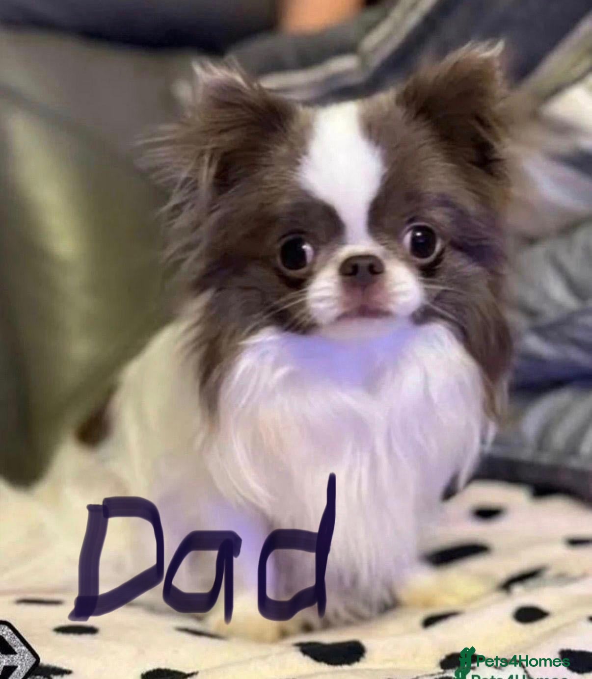 Chihuahua dogs KC Regd Chihuahua Pups parents fully health tested - Advert 2