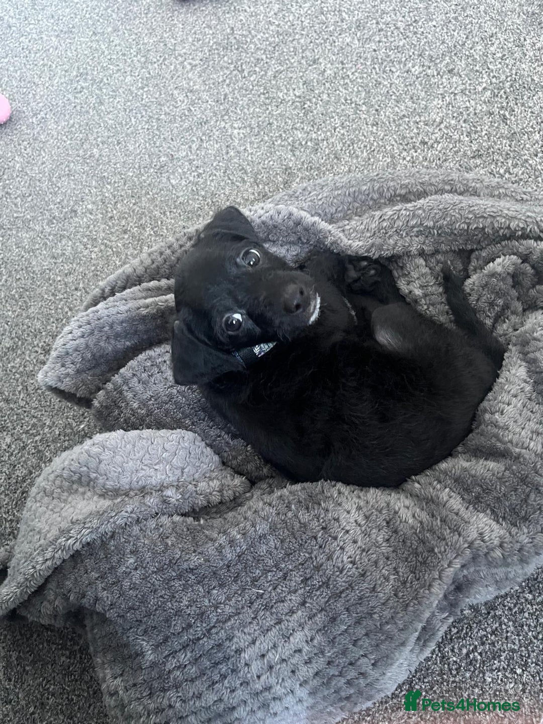 Chipoo dogs for sale: Chipoo Rehome (chihuahua x mini poodle) - Advert 1