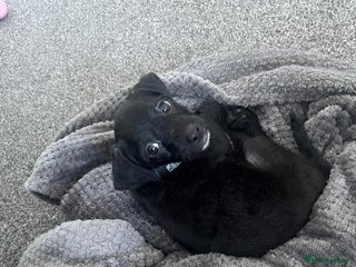 Chipoo dogs Chipoo Rehome (chihuahua x mini poodle) - Advert 18