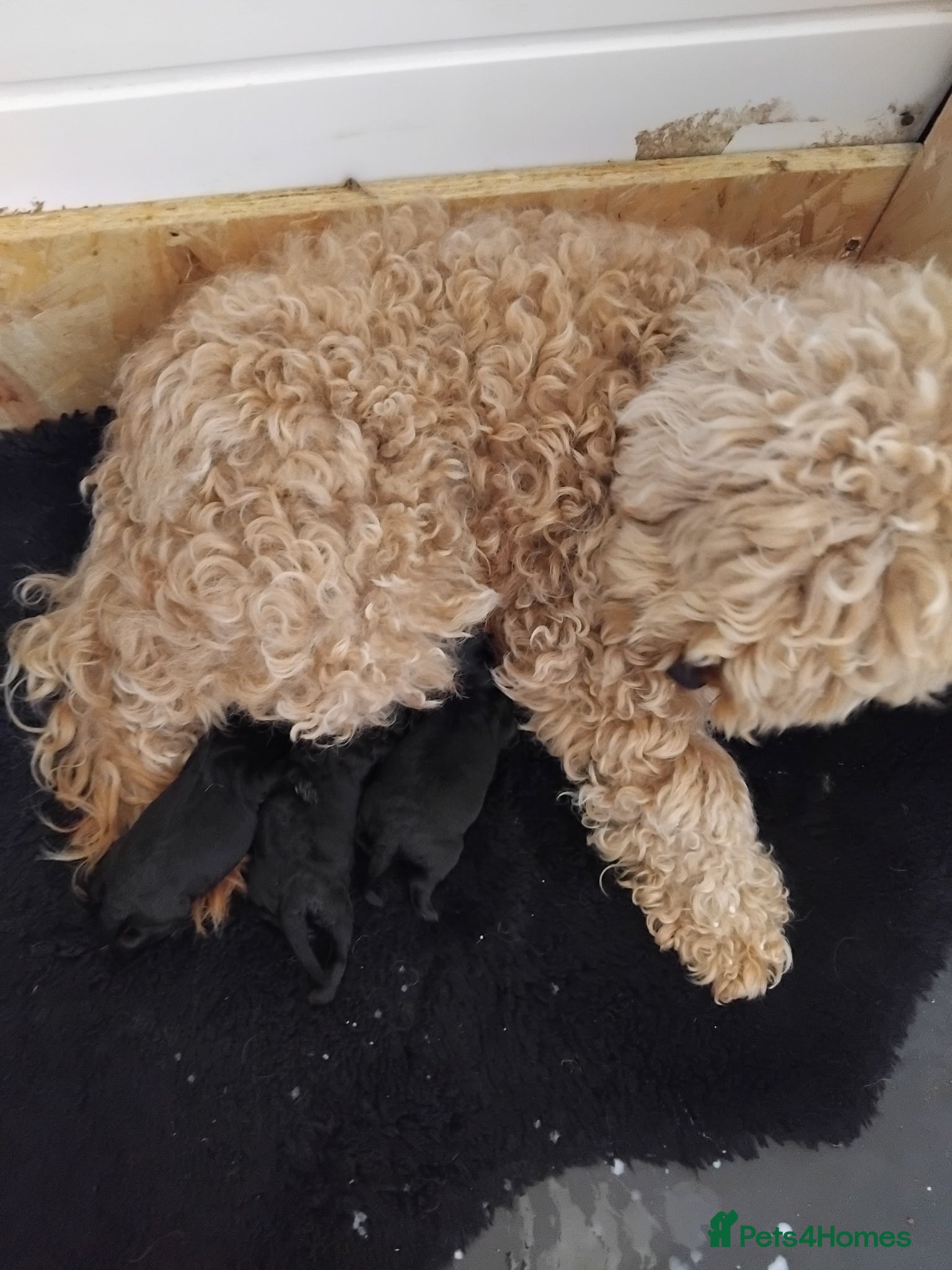 Cockapoo dogs for sale: F1b cockapoos  - Advert 10