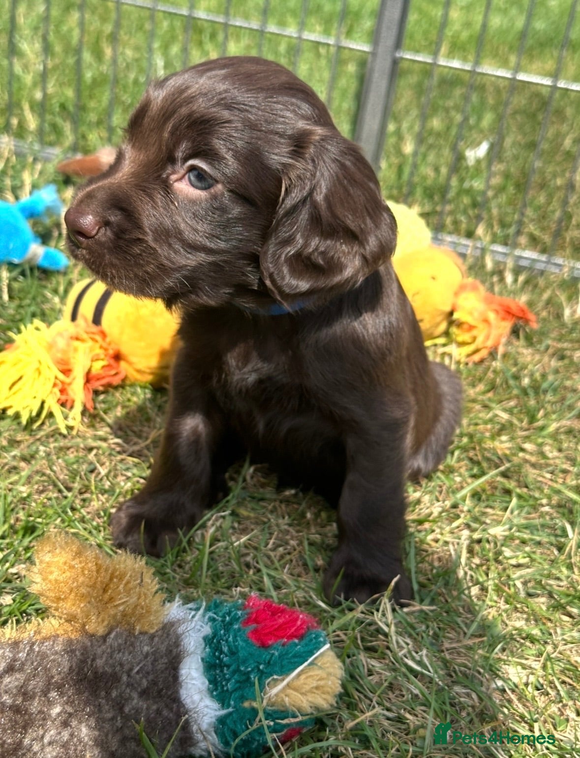 Sprocker dogs Fully Health Tested F1 Sprocker Spaniel Puppies - Advert 2