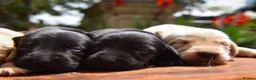 Labrador Retriever dogs for sale: Beautiful Yellow and Black KC Puppys - Advert 6