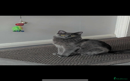 Mixed Breed cats for sale: kittens - Image 6
