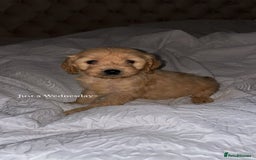 Cockapoo dogs for sale: 11 week old Cockapoo puppy  - Image 2