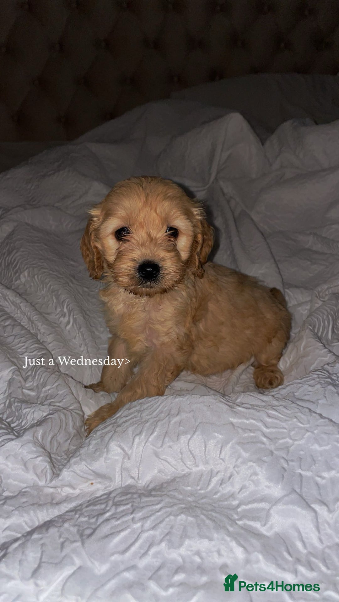 Cockapoo dogs for sale: 11 week old Cockapoo puppy  - Image 2