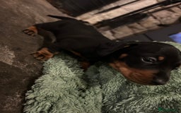 Miniature Dachshund dogs for sale: Miniature dachshund puppies  - Image 4