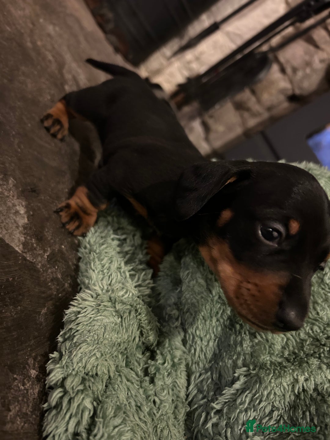 Miniature Dachshund dogs for sale: Miniature dachshund puppies  - Image 4