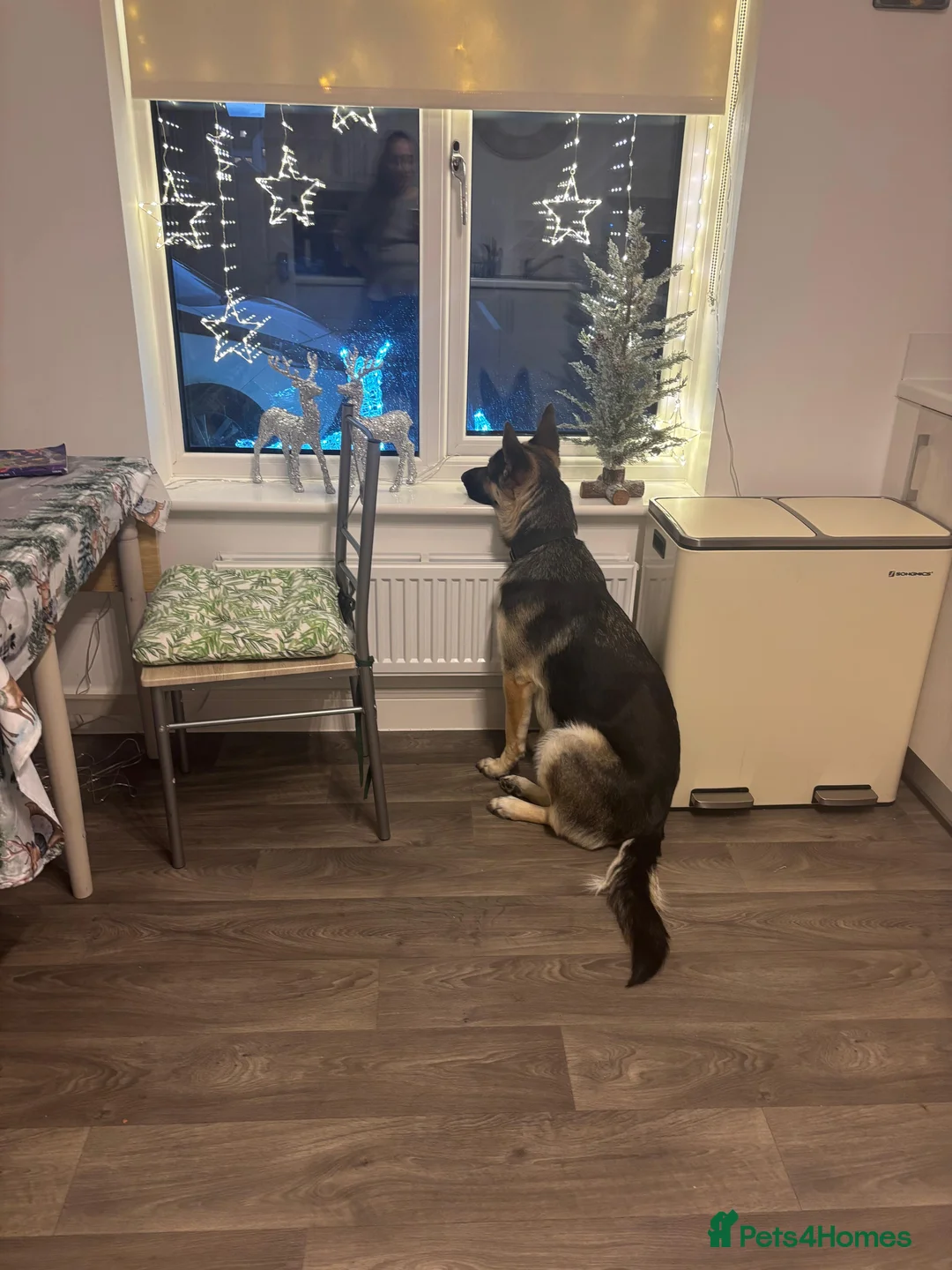 German Shepherd dogs for sale: Female 1 year old GSD - Advert 4