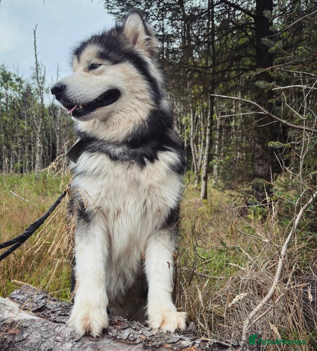 Alaskan Malamute dogs for stud: KC Registered Champion Alaskan Malamute for Stud in Bathgate - Advert 4