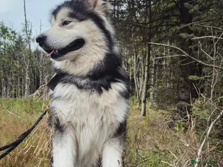 Alaskan Malamute dogs KC Registered Champion Alaskan Malamute for Stud in Bathgate - Advert 1