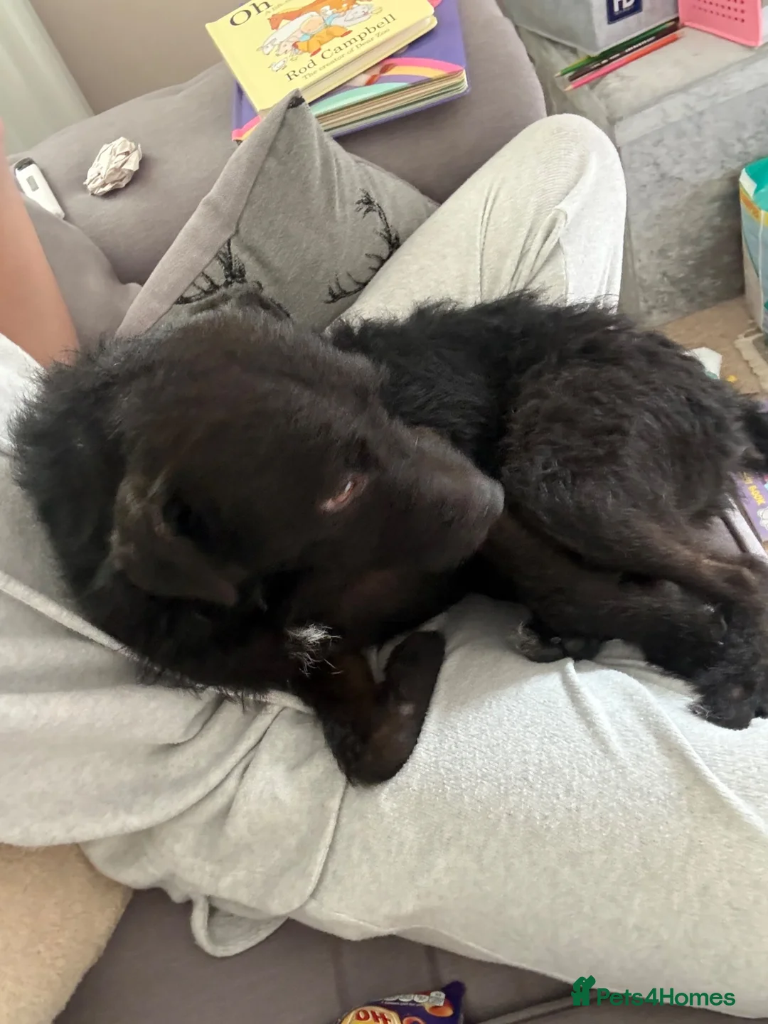 Mixed Breed dogs for sale: Looking for forever home 🏡  - Advert 2