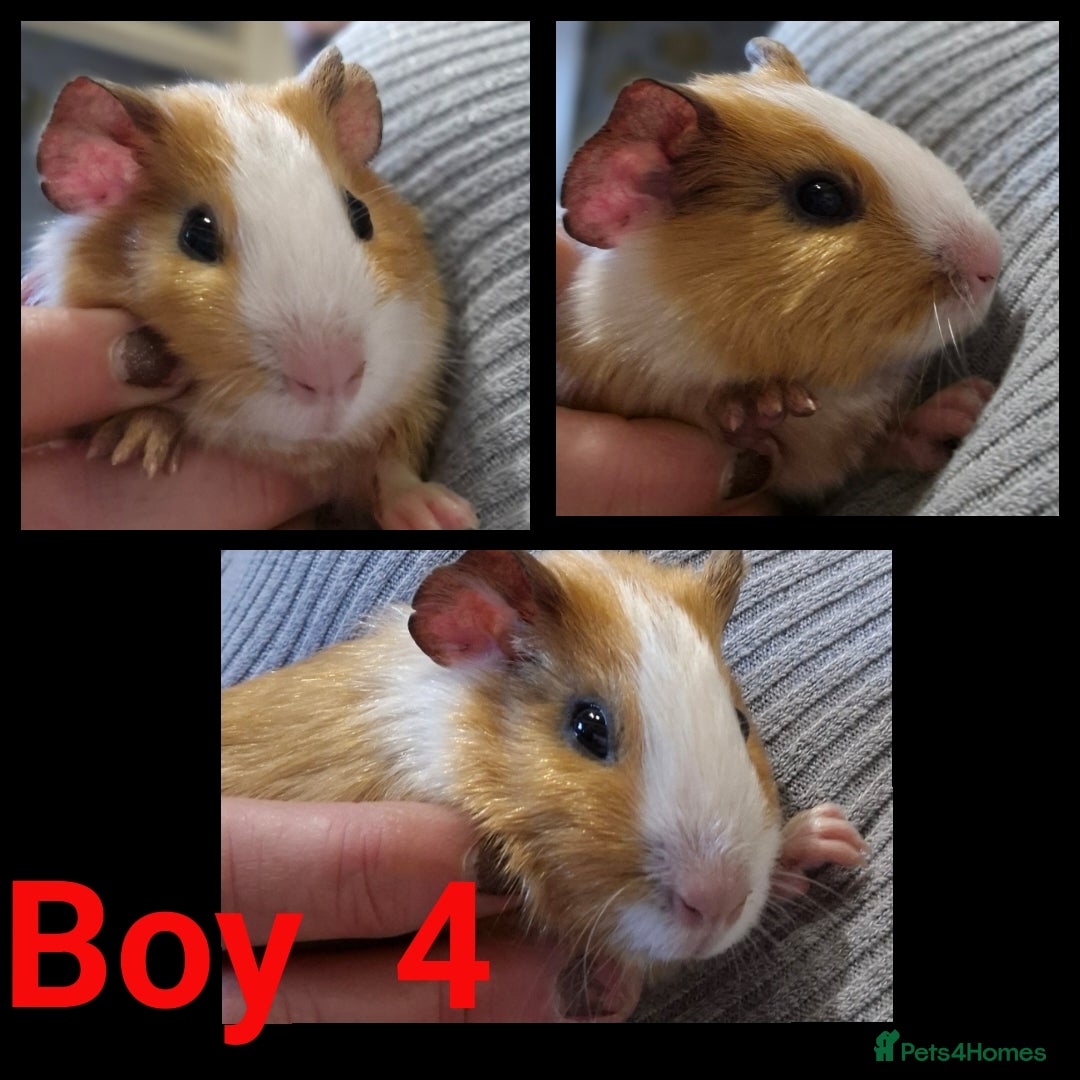 Guinea Pig rodents for sale: Male Guinea pig - Image 4