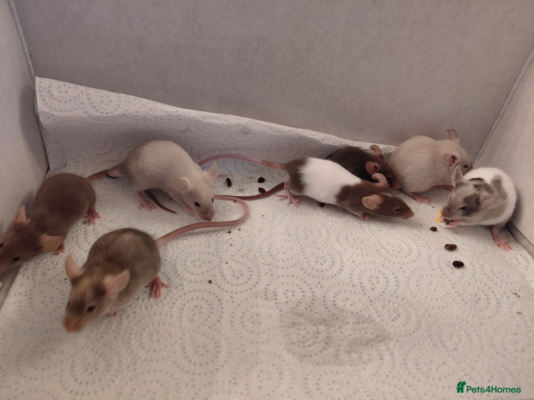 Mouse rodents Female mice - Advert 6