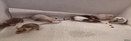 Mouse rodents for sale: Female mice - Advert 1