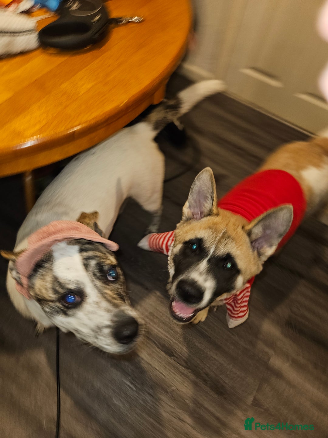 Akita dogs for sale: For rehome  - Image 6