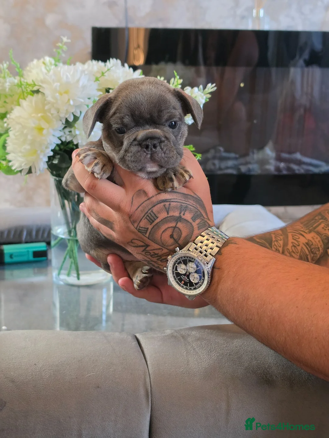French Bulldog dogs for sale: KC reg Frenchbulldogs😍❤️ - Advert 23