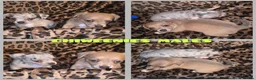 Dachshund dogs for sale: Cheeky Mini daschunds babies - Advert 19