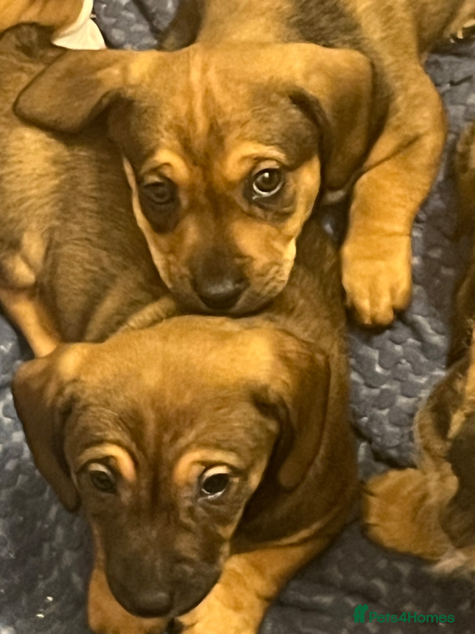 Jackshund dogs Four beautiful girls ready for their forever home  - Advert 3