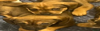 Jackshund Puppy 1