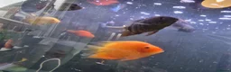 Cichlids fish for sale: Fish for sale  in Leeds - Advert 9