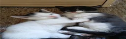 Mixed Breed cats for sale: 7 adorable kittens ready in September - Advert 3