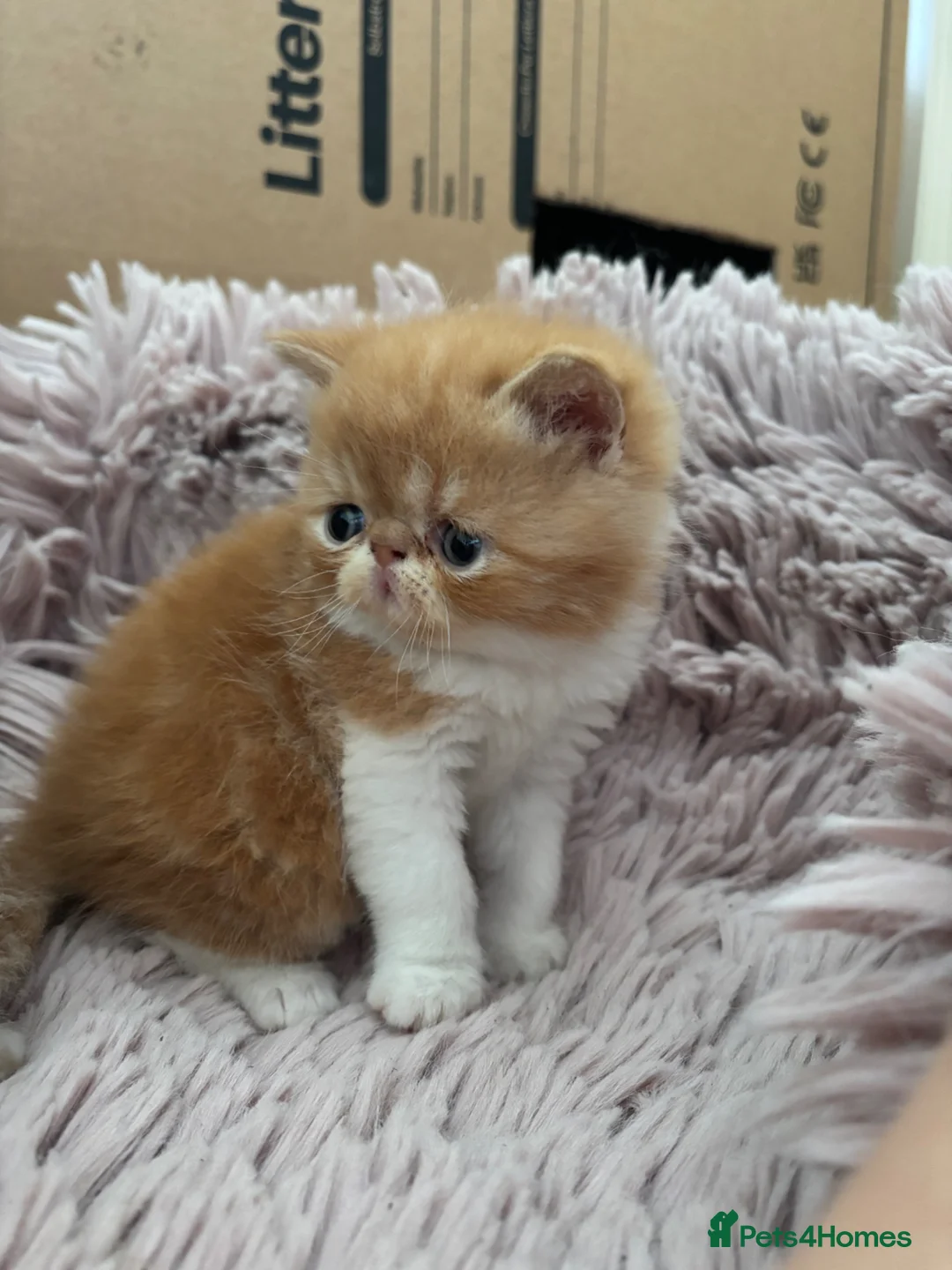 Exotic cats for sale: Stunning  - Advert 1