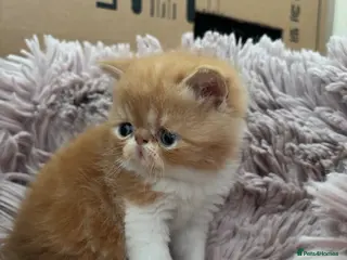 Exotic cats Stunning - Advert 3