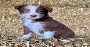 Border Collie dogs - Advert 1
