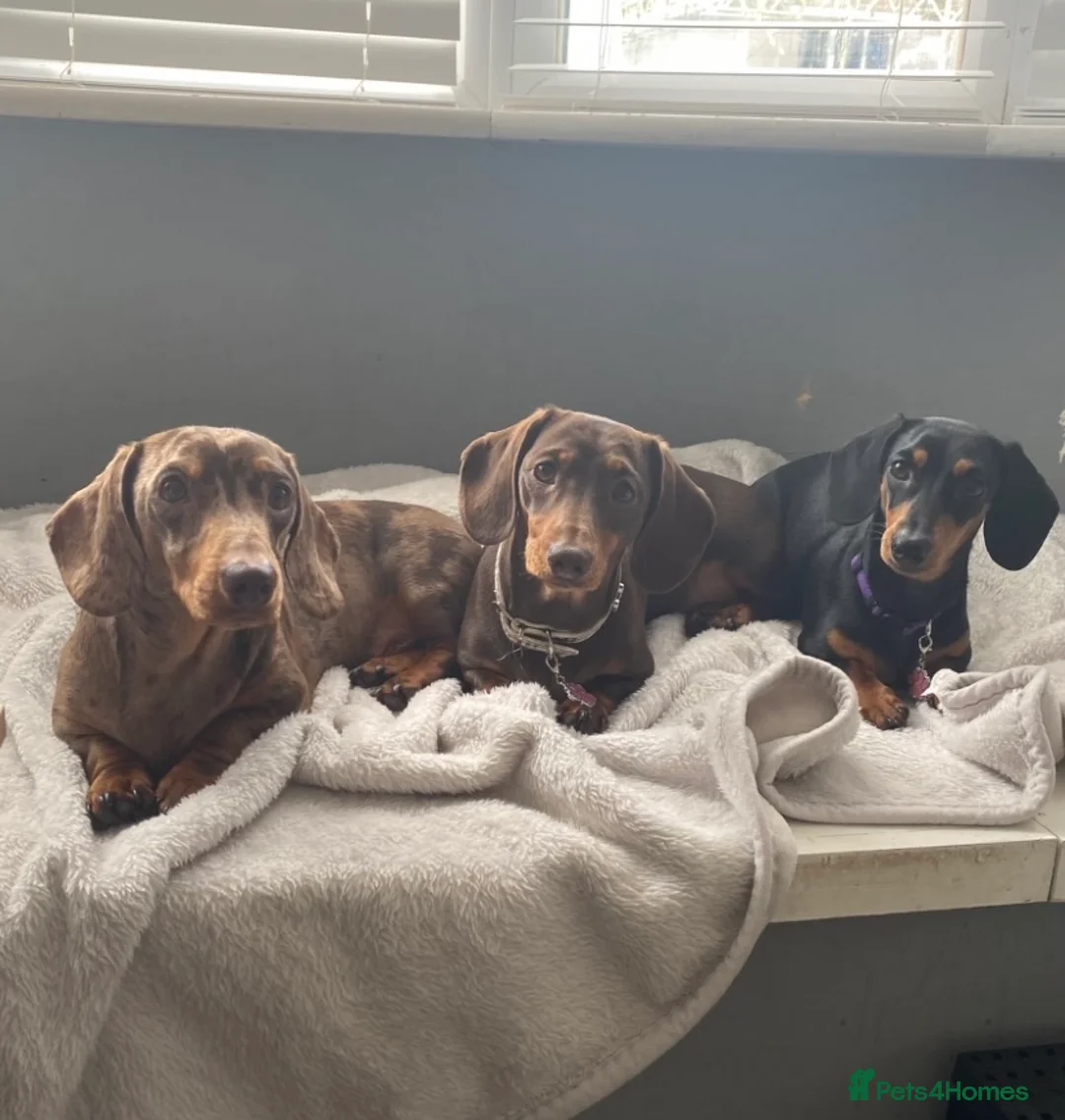 Miniature Dachshund dogs for stud: STUNNING CHOCOLATE DAPPLE FOR STUD ONLY in Benfleet - Advert 6
