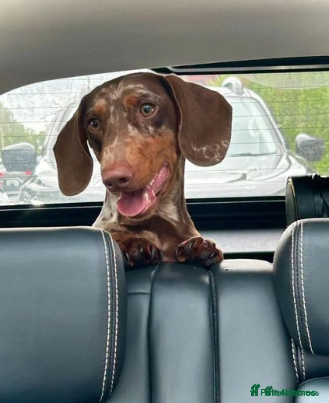 Dachshund dogs for stud: *STUD* Handsome dapple dachshund for stud only in Chelmsford - Advert 3