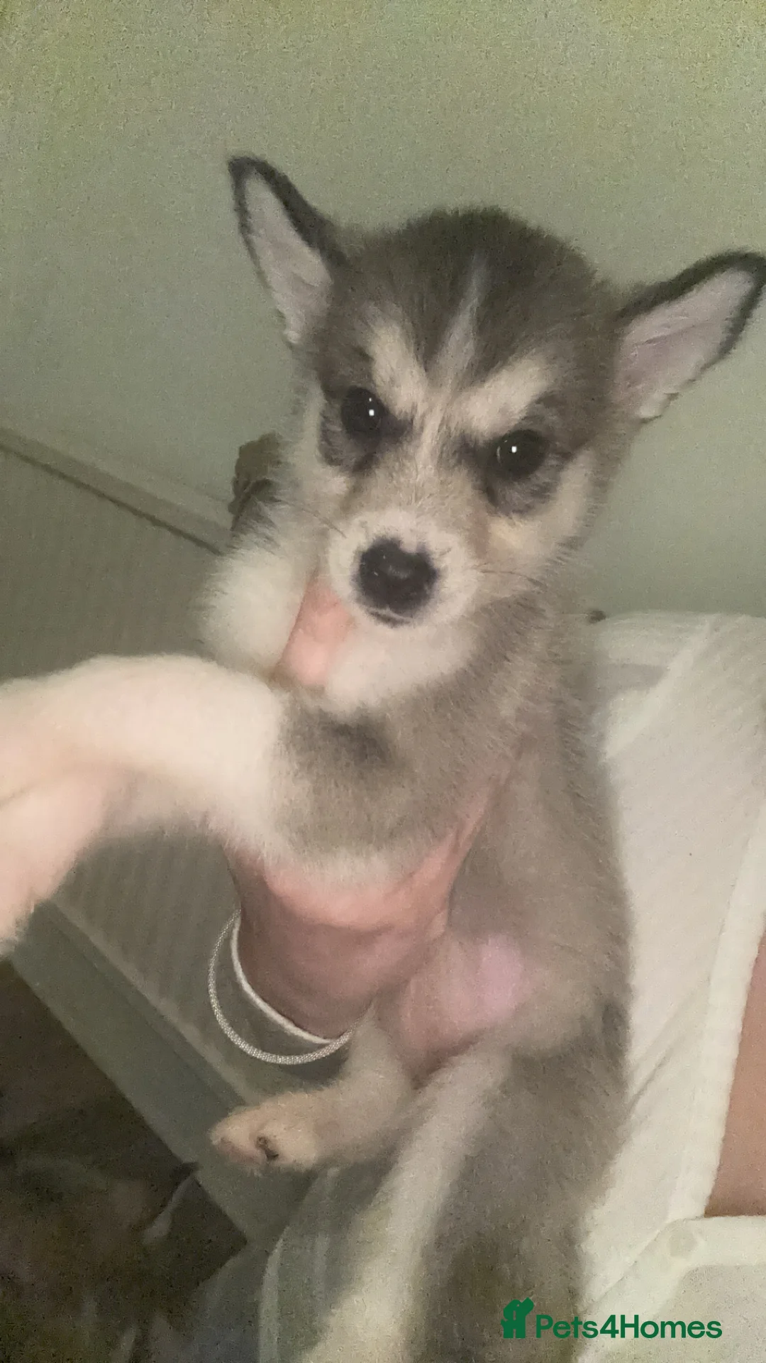 Siberian Husky dogs for sale: 6 beautiful Siberian husky’s🩷 - Advert 7