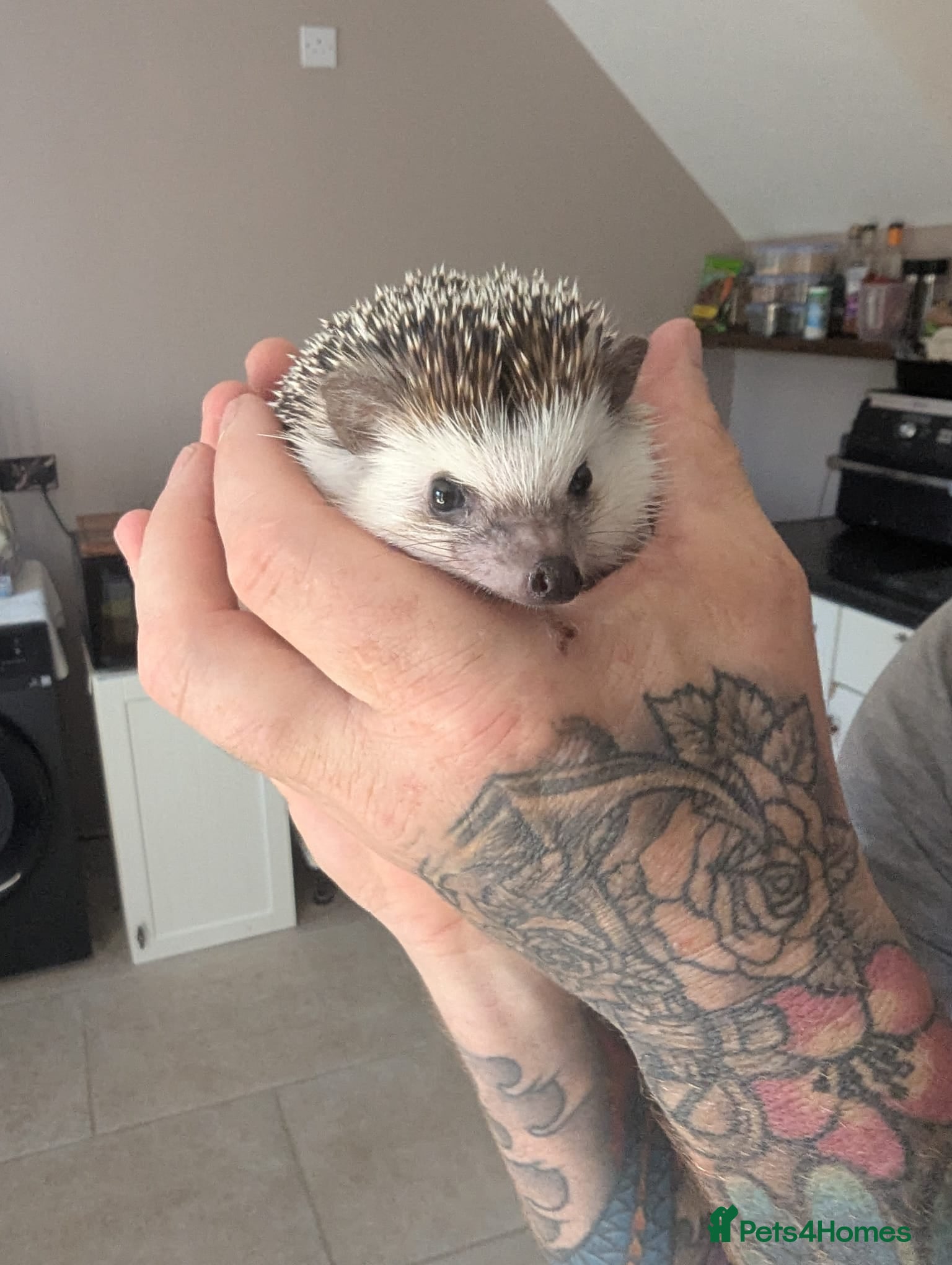 Pygmy Hedgehog rodents Male African Pygmy hedgehog  - Advert 2