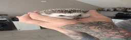 Pygmy Hedgehog rodents for sale: Male African Pygmy hedgehog  - Advert 1