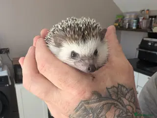 Pygmy Hedgehog rodents Male African Pygmy hedgehog - Advert 11