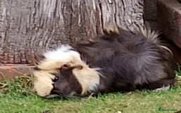 Guinea Pig rodents for sale: Beautiful baby boy  - Image 7