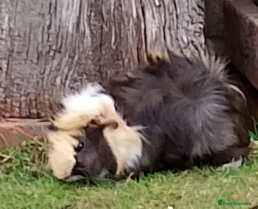 Guinea Pig rodents for sale: Beautiful baby boy  - Image 7