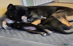 German Shepherd dogs for sale: 🐾 3 beautiful female german shepherd puppies 🐾 - Advert 2