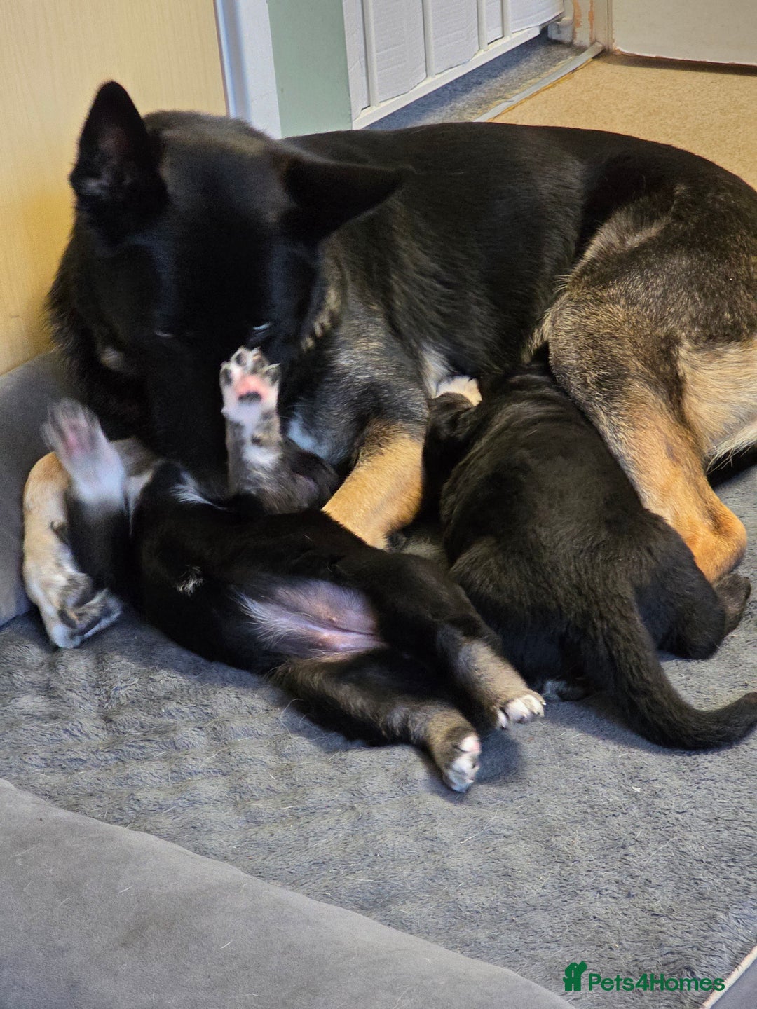German Shepherd dogs for sale: 🐾 3 beautiful female german shepherd puppies 🐾 - Advert 2