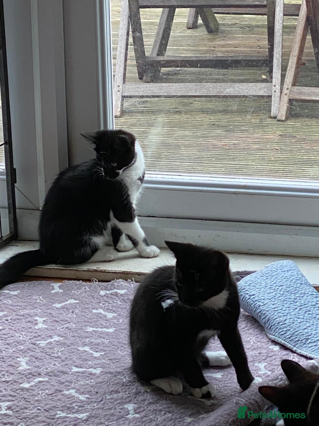 Mixed Breed cats for sale: 2 boys 1 girl left (free) - Image 28