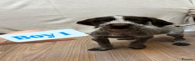 German Wirehaired Pointer Puppy 2