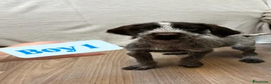 German Wirehaired Pointer Puppy 2