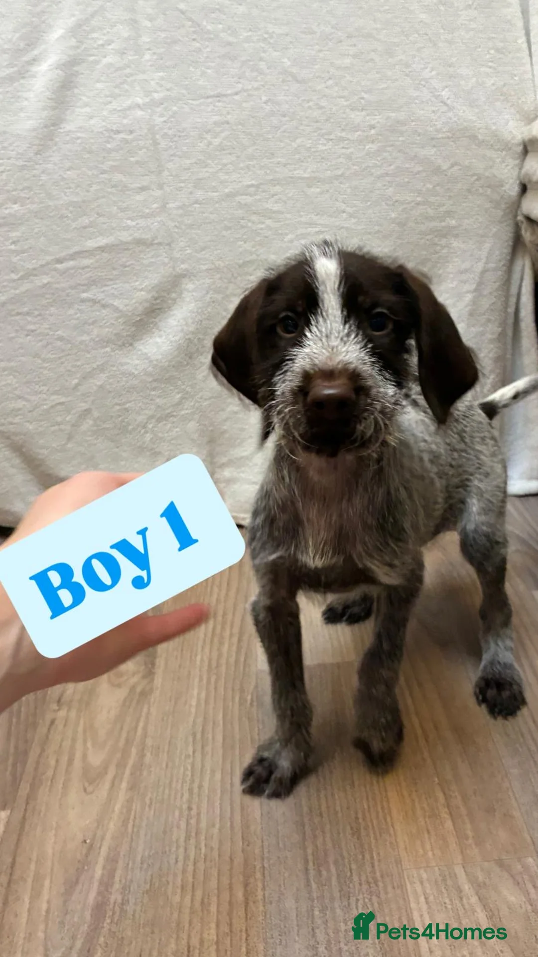 German Wirehaired Pointer dogs for sale: German wire hair pointers for sale - Advert 10