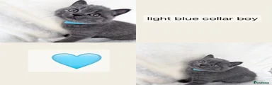 Light blue boy
