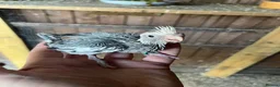 Cockatiels birds for sale: Cockatiels - Advert 6