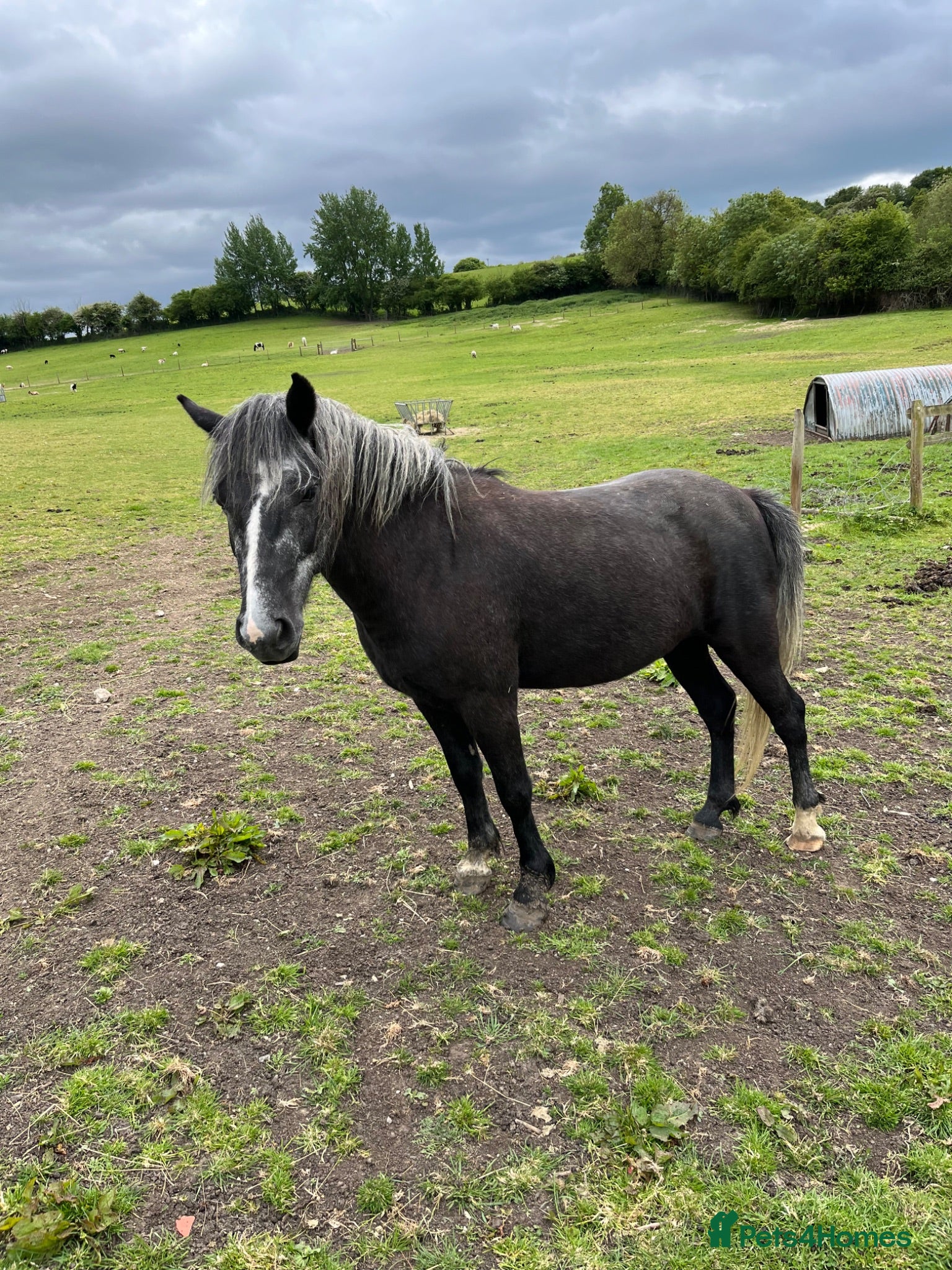 New Forest horses Iron grey new forest gelding - Advert 18