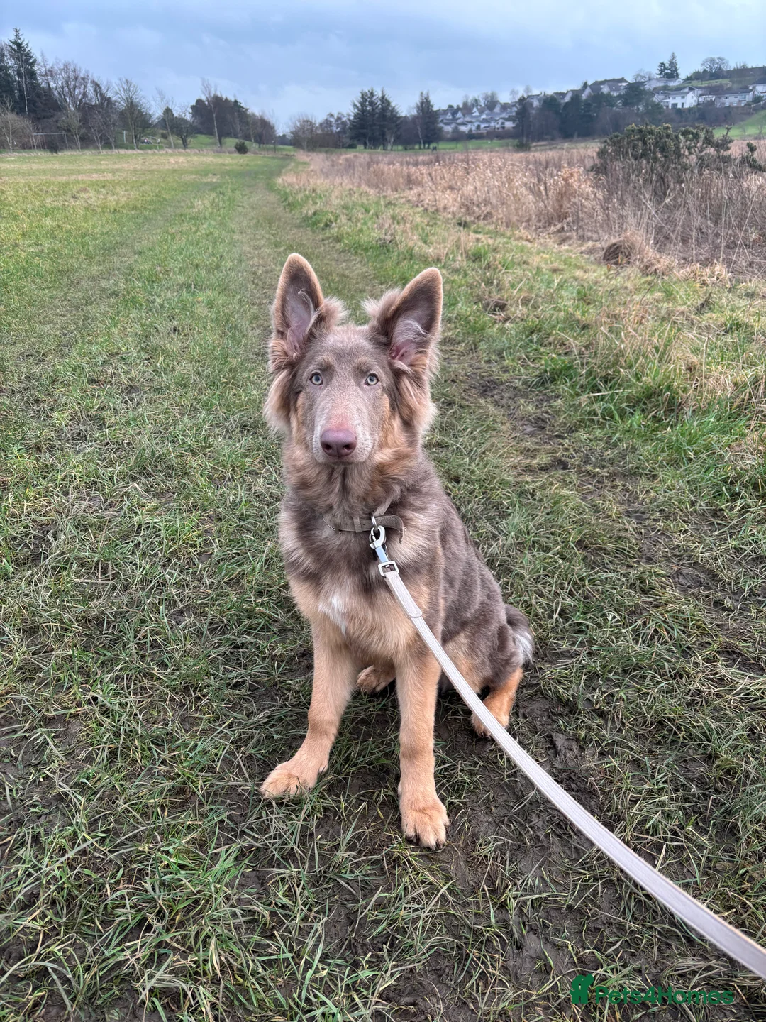 German Shepherd dogs for sale: 7 month old German shepherd  in Glasgow - Advert 1